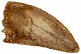 Serrated Raptor Tooth - Real Dinosaur Tooth #297544-1